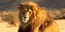 Сафари-парк львов откроется в Крыму